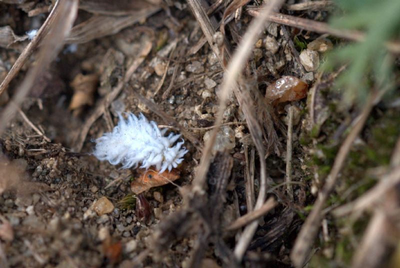 larva strana: Cryptolaemus montrouzieri (Coccinellidae)